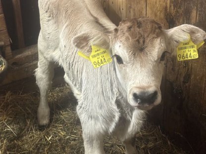 Bild 2:Grauviehzuchtkalb