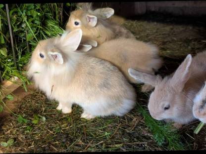 Bild 5:Liebe kleine Löwenkopf-Zwergkaninchen