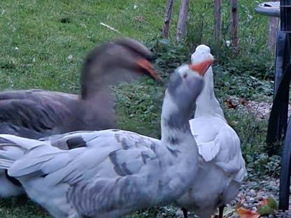 Gänse