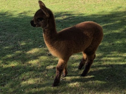 Bild 6:Alpakastute mit Cria