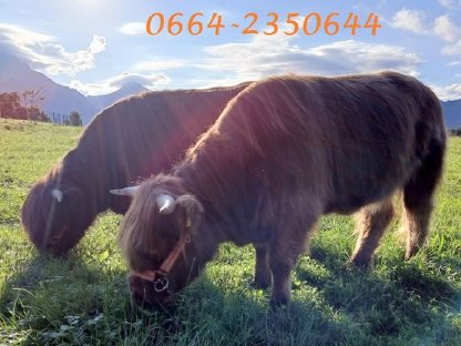 Bild 5:Verkaufe Bio-Hochlandrinder Kalbin