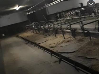 Bild 3:Schauer Rinderaufstallung