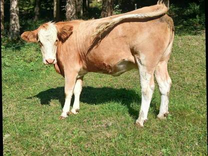 Bild 5:Bio Kalbin hochträchtig