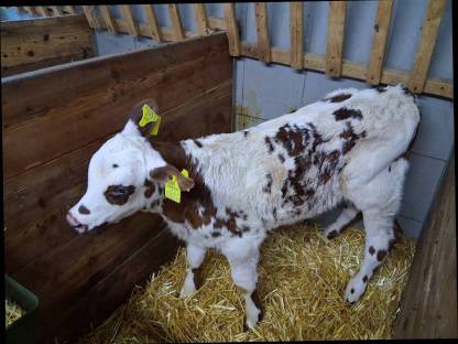 Bild 3:Verkaufe 50% Normande Stierkalb