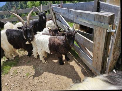 Bild 2:HB-fähige Walliser Schwarzhalsziegenböcke