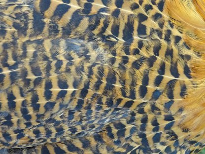 Bild 9:Friesenhuhn gold-schwarzgeflockt