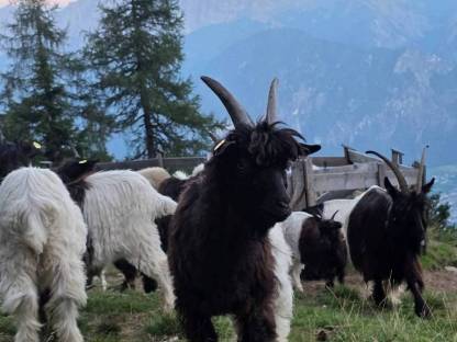 Bild 3:HB-fähige Walliser Schwarzhalsziegenböcke