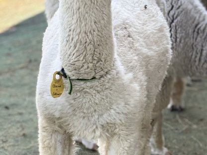 Alpaka Stute - AHW Flocke