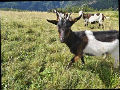 Bild 3:Tauernschecken nicht HB