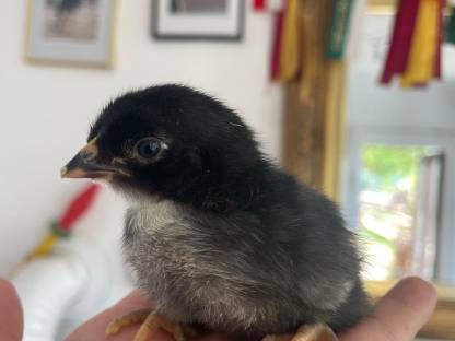 Bild 6:Seidenhühner & Mixe