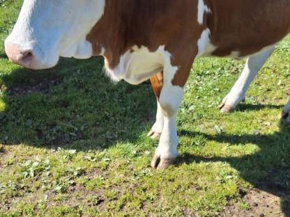 Bild 2:Bio Fleckviehkalbin