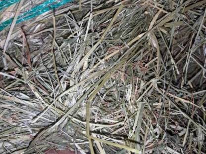 Bild 3:Heurundballen, belüftet, 1. Schnitt, Pferdeheu