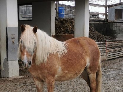 Bild 4:Lilly – Haflinger-Pony-Mix-Stute mit Reitpädagogikerfahrung