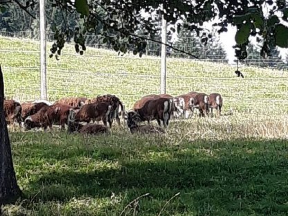 Soay Schafe