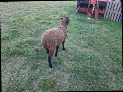 Bild 2:3 Jura Widder