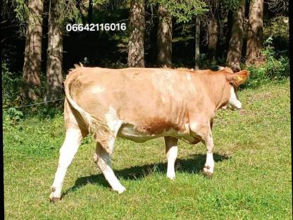 Bild 6:Bio Kalbin hochträchtig