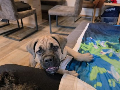 Cane Corso Hündin 8 Mon. mit Stammbaum abzugeben
