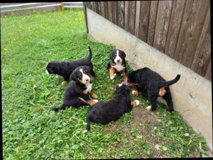 Große Schweizer Sennenhundwelpen
