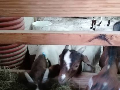 Buren Bockkitze