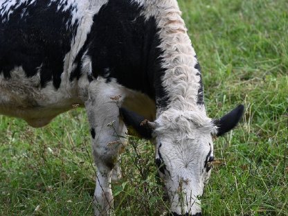 Bild 2:Bio Sprinzen Kalbin