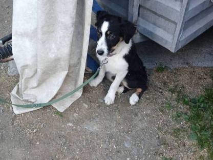 Bild 4:Border Collie Welpen aus Top Arbeitslinie