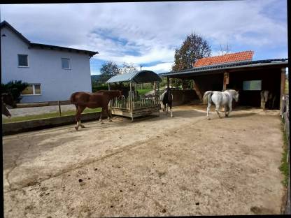 Bild 2:Einstellplätze auf Kurtispferdehof in Ligist