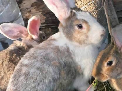 Bild 2:Ich verkaufe eine Deutsche Riesenhäsin