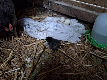 Bild 6:Junge Laufenten