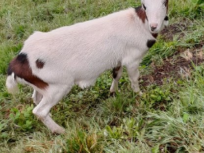 Bild 3:Tauernschecken zu verkaufen