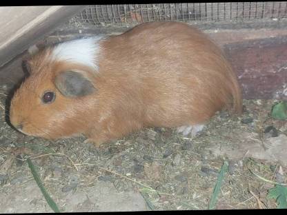 Bild 4:Meerschweinchen