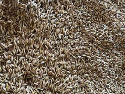 Bio Einkorn