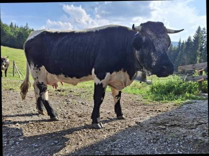 Bild 2:Kuh Rind Milchkuh Pustertaler Sprinzen/Schecken