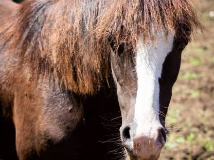 Bild 4:Welsh A Jährlingshengst