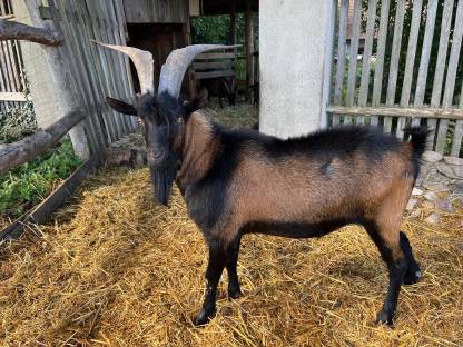 Bild 3:Pinzgauer Ziegenbock