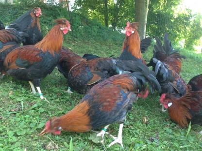 Bild 2:Altsteirer Hühner