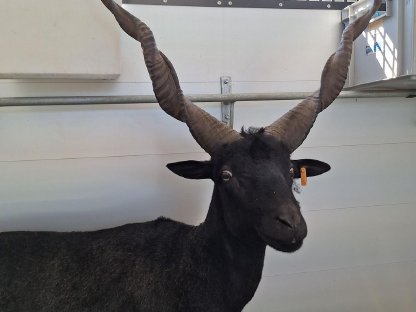 Bild 3:Ungarischer Zackelschaf Bock