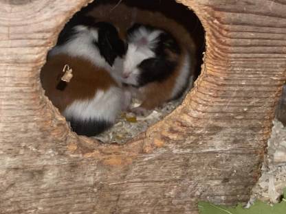 Meerschweinchen
