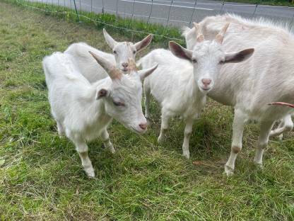 Bild 3:2 Ziegenböcke zu verkaufen
