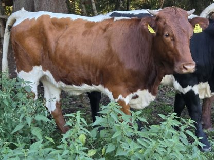 Reinrassiges Bio Pinzgauer Kalb