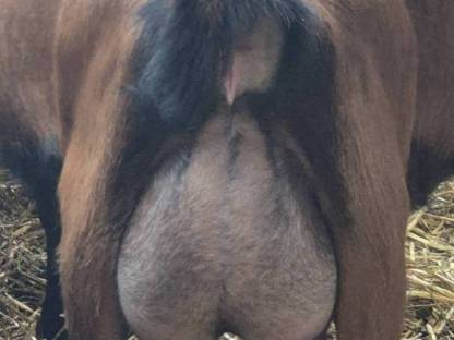 Bild 5:HB Gämsfarbige Gebirgsziegenkitze