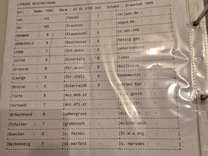 Bild 9:Tiroler Grauvieh Kuh Bio