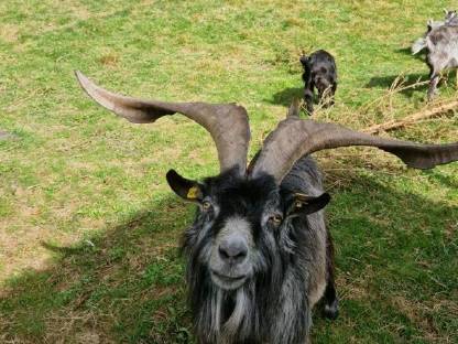 Bild 3:Blobe Bock