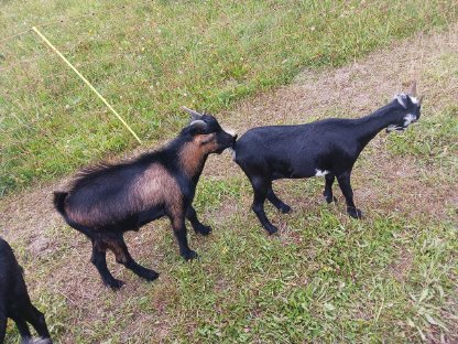 Bild 3:Zwergziegen 1 Paar + Nachwuchs (Bock)