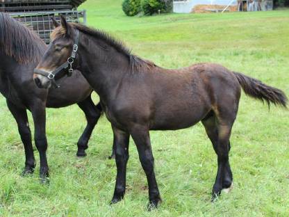 Bild 4:Noriker Hengst mit ausgezeichneter Abstammung
