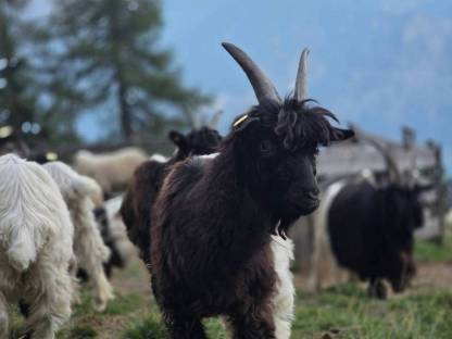 Bild 5:HB-fähige Walliser Schwarzhalsziegenböcke