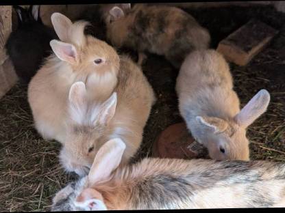 Bild 3:Liebe süße Löwenkopf-Zwergkaninchen