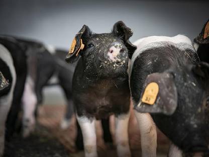 Schwäbisch Hall x Duroc Ferkel, Iberico-Schw.-Hall x Duroc