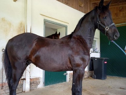 Bild 2:Friesenhengst