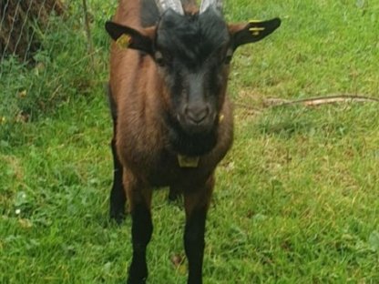 Reinrassiger Ziegenbock