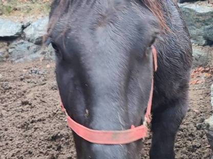 Bild 3:Noriker Stute Gisella